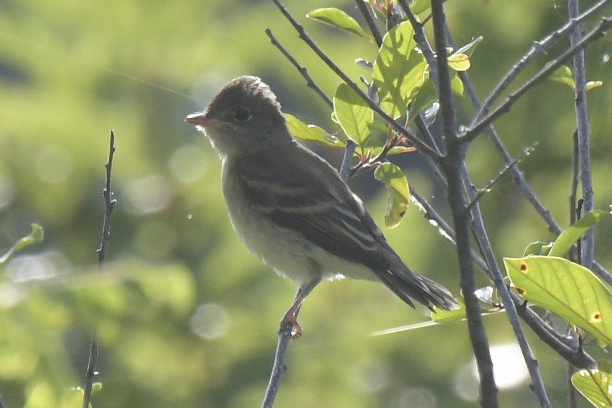 Willow Flycatcher - ML622077051