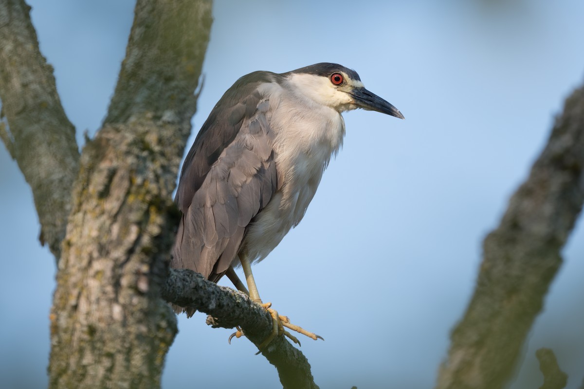 Black-crowned Night Heron - ML622077052