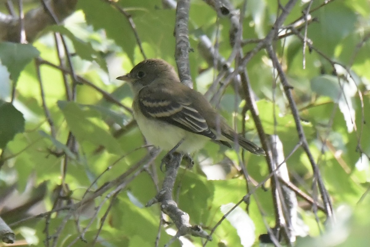 Willow Flycatcher - ML622077053