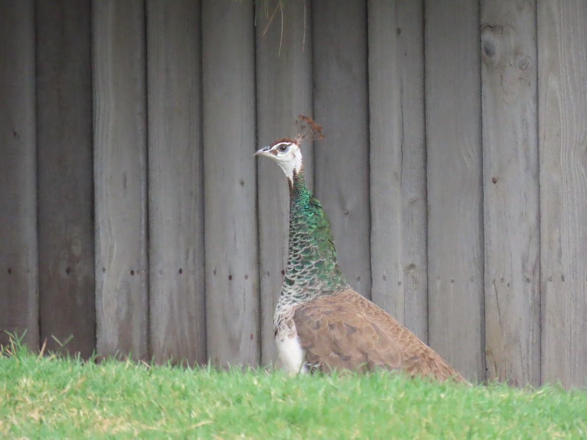 Pavo Real Común (doméstico) - ML622077060