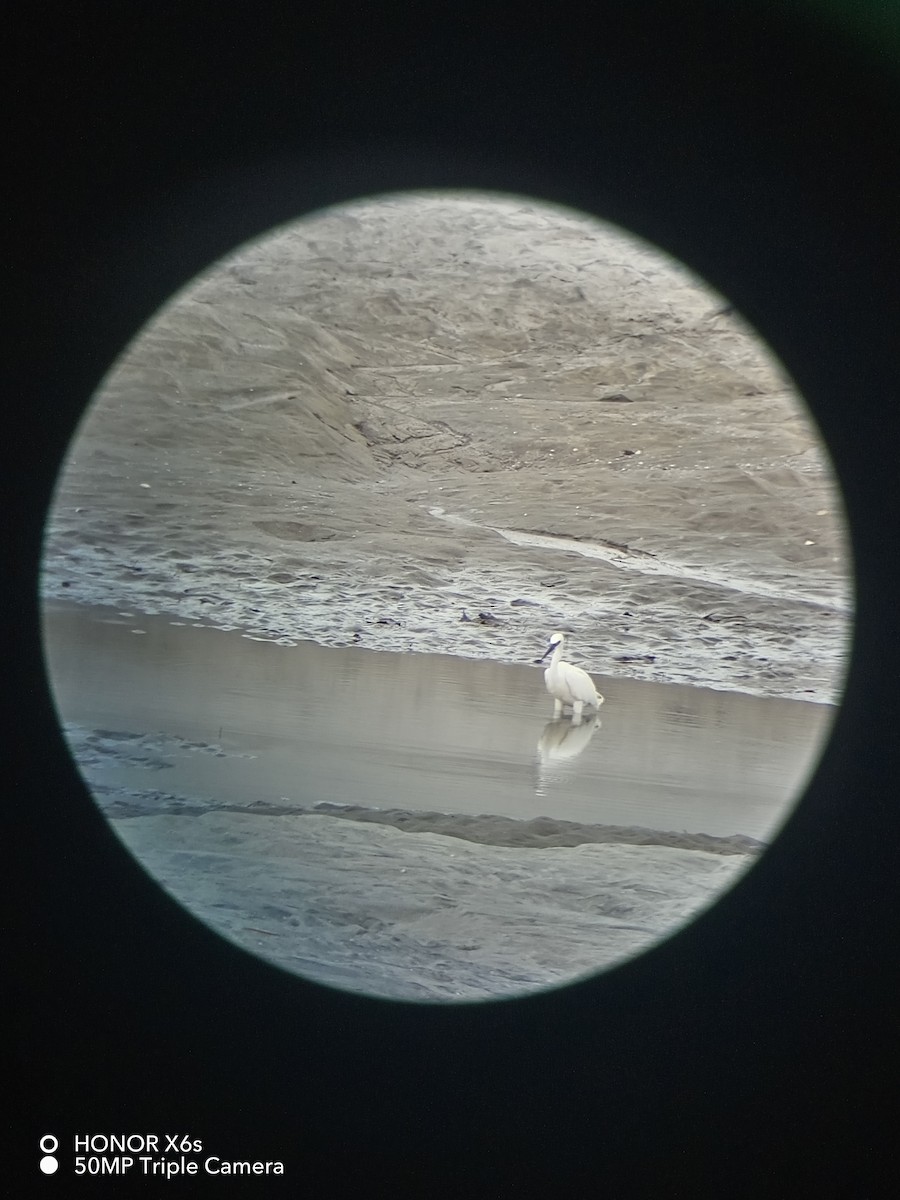 Reddish Egret - ML622077064