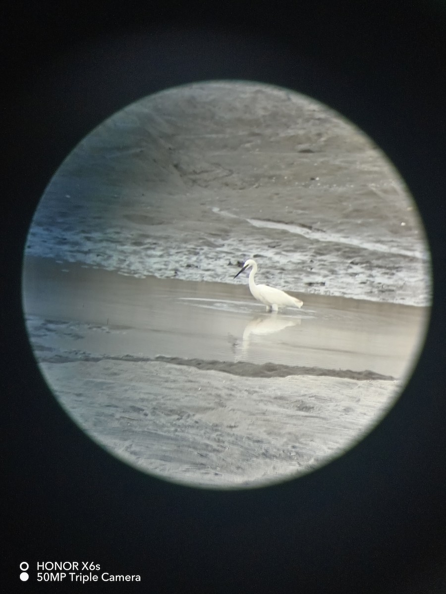 Reddish Egret - ML622077066