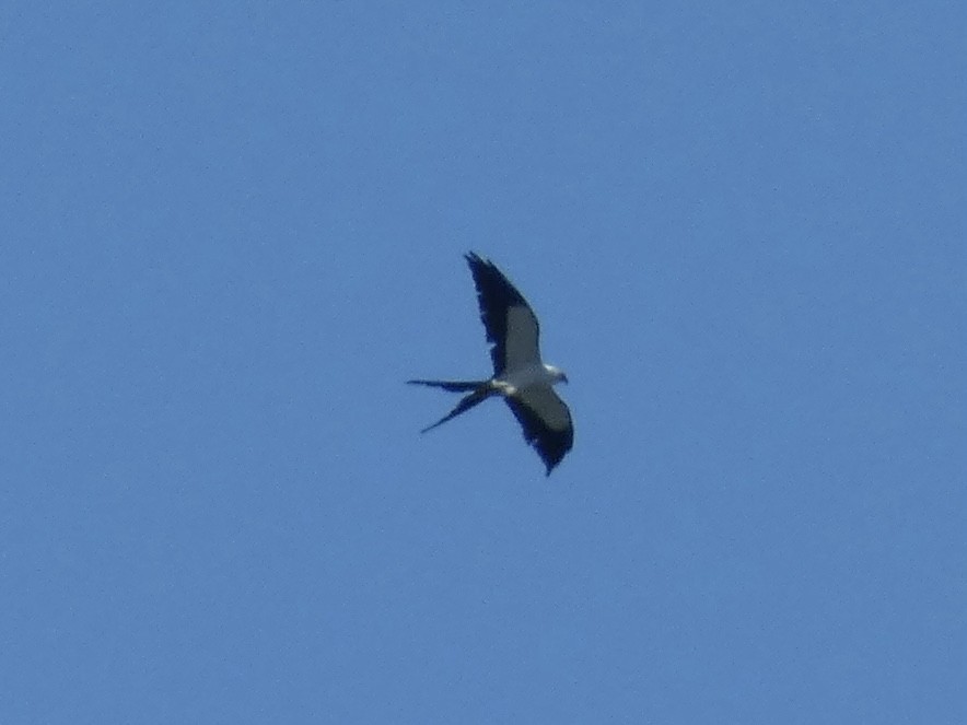 Swallow-tailed Kite - ML622077070