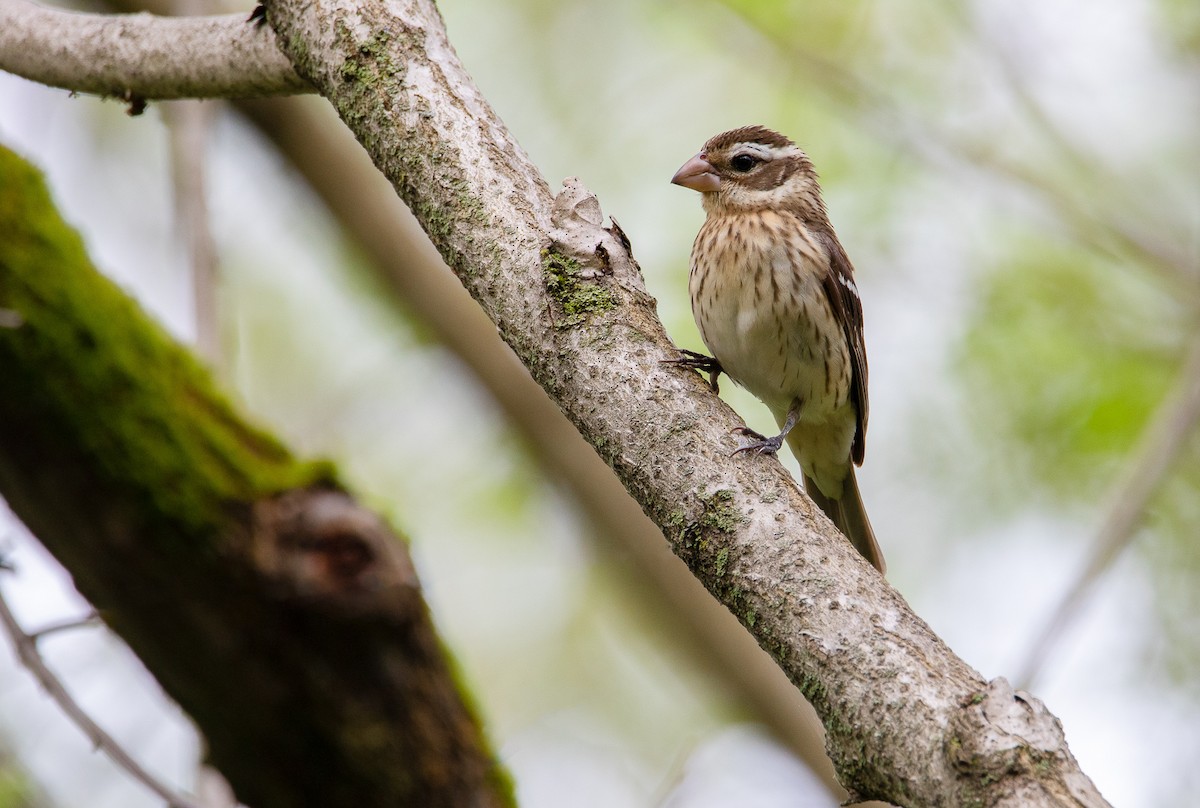 Rose-breasted Grosbeak - ML622077091