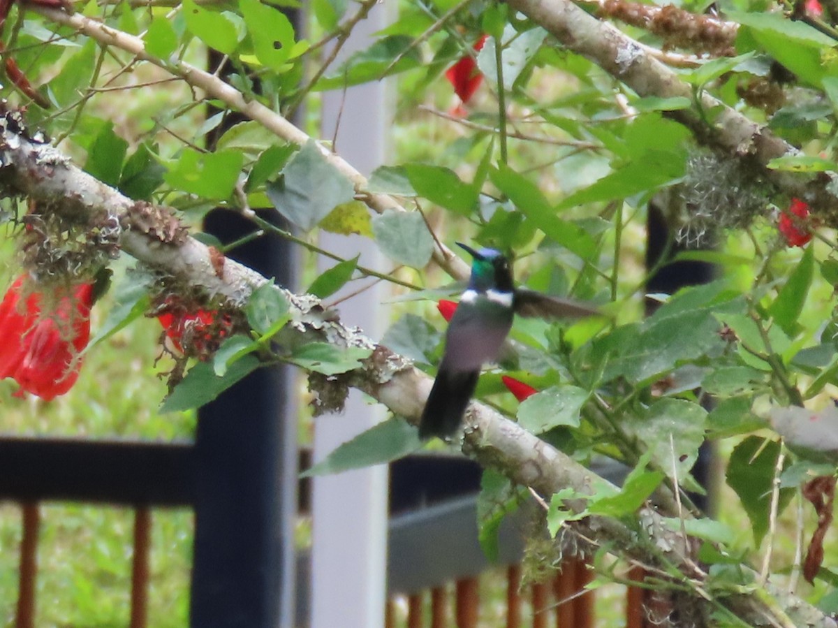 White-throated Daggerbill - Frits van Dijk