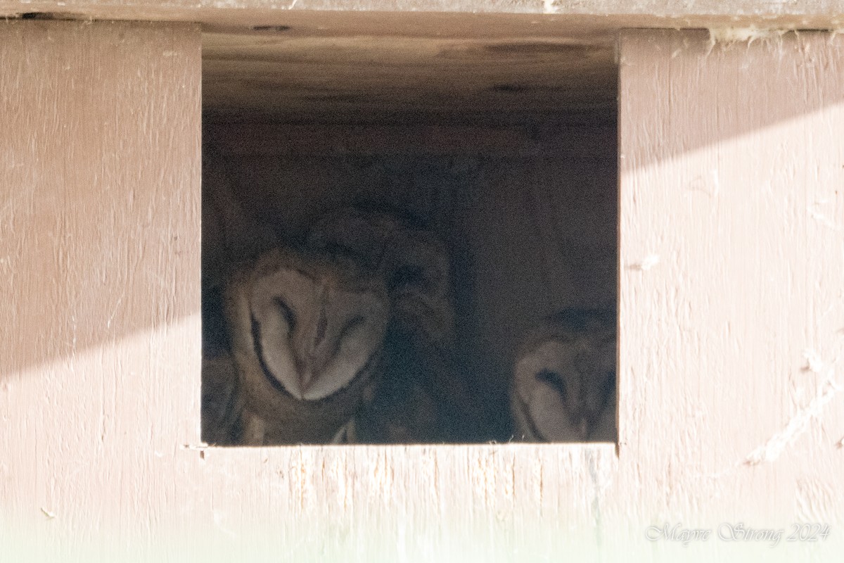 Barn Owl - ML622077103