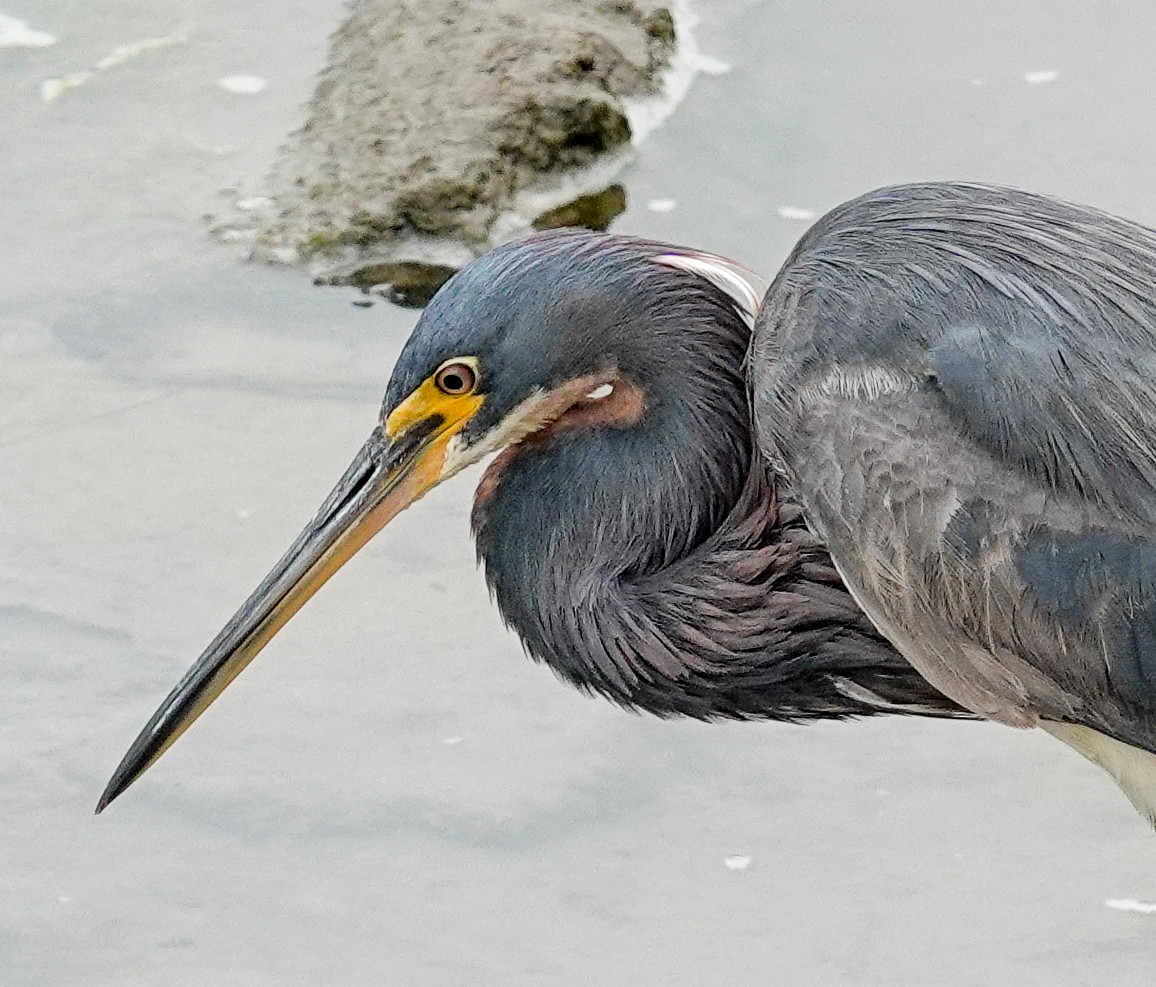 Tricolored Heron - ML622077163