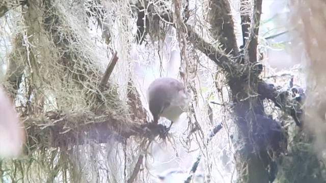 Woodpecker Finch - ML622077235