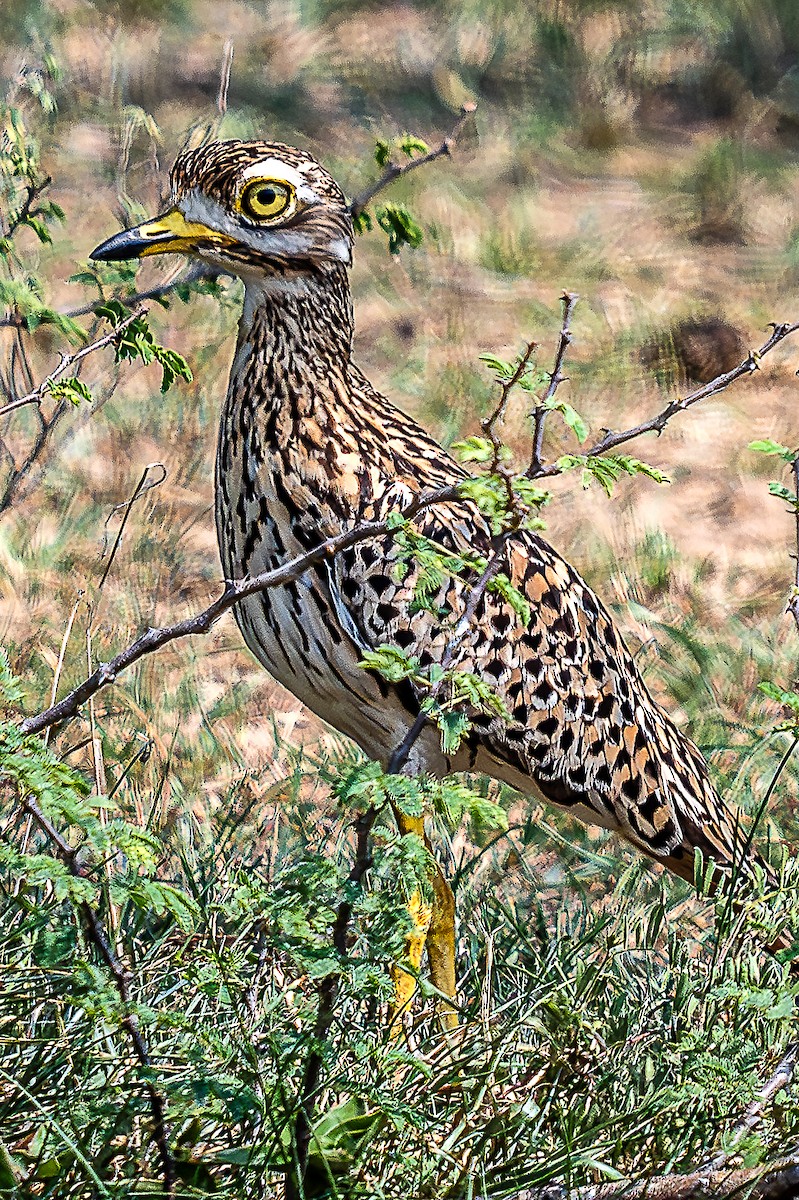 Spotted Thick-knee - Jack Volker