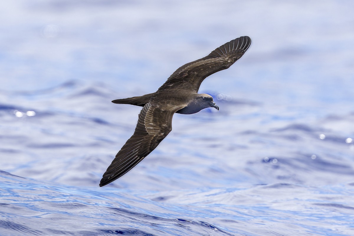 Bulwer's Petrel - ML622077430