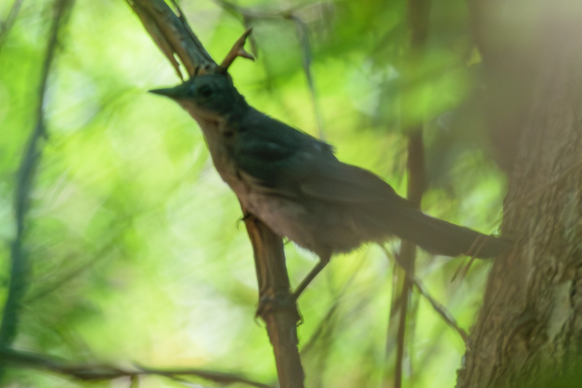 Gray Catbird - ML622077442