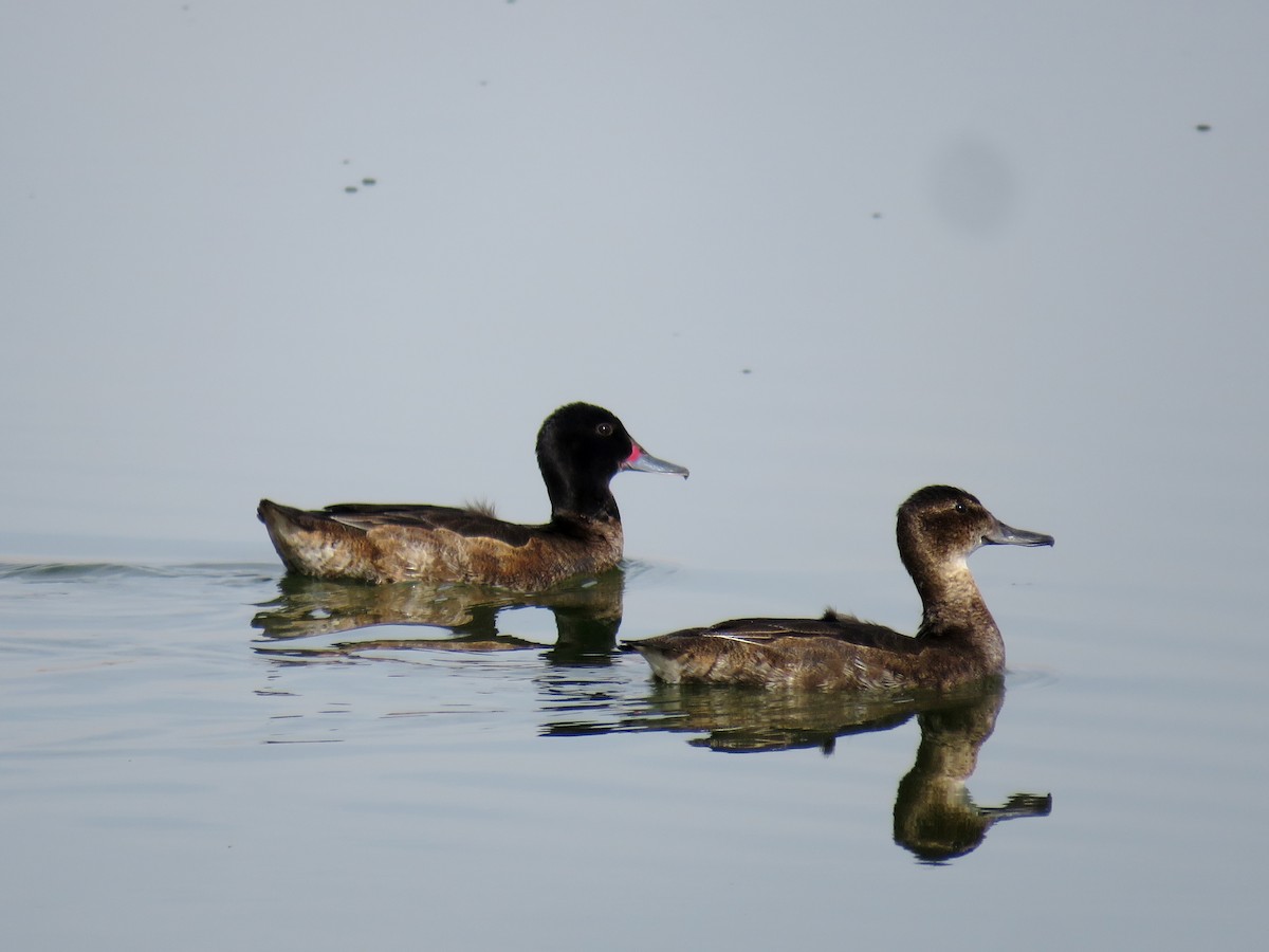 Black-headed Duck - ML622077458