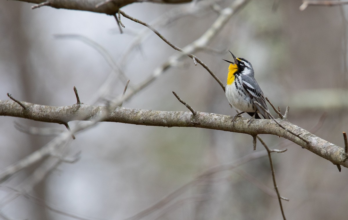 Yellow-throated Warbler - ML622077462