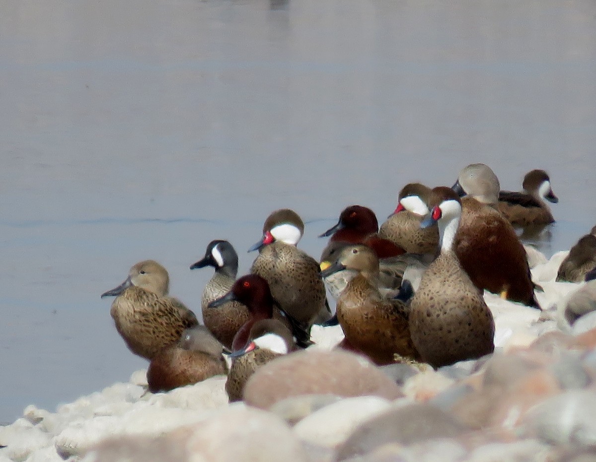 Blue-winged Teal - ML622077465