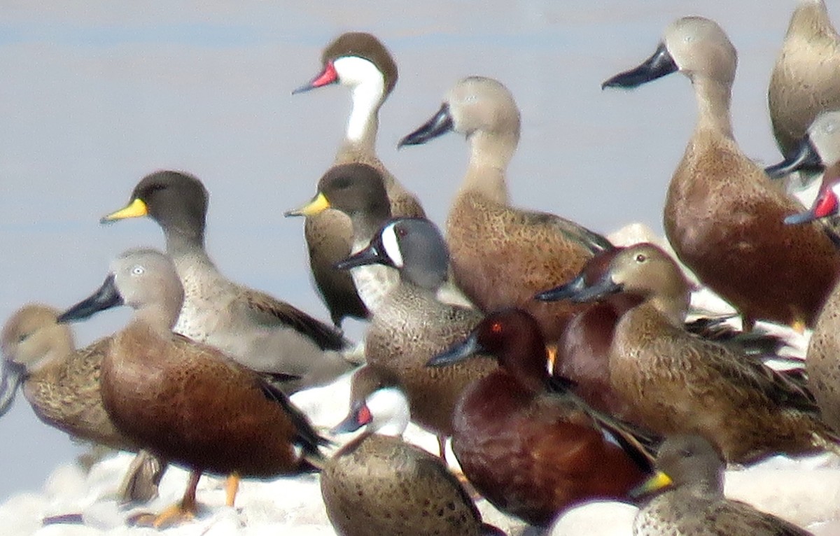 Blue-winged Teal - ML622077466