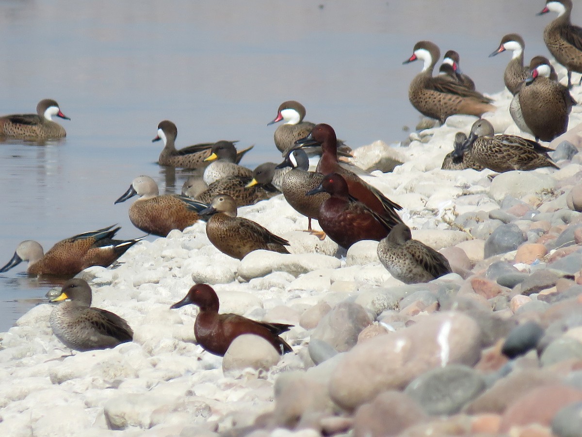 Blue-winged Teal - ML622077467