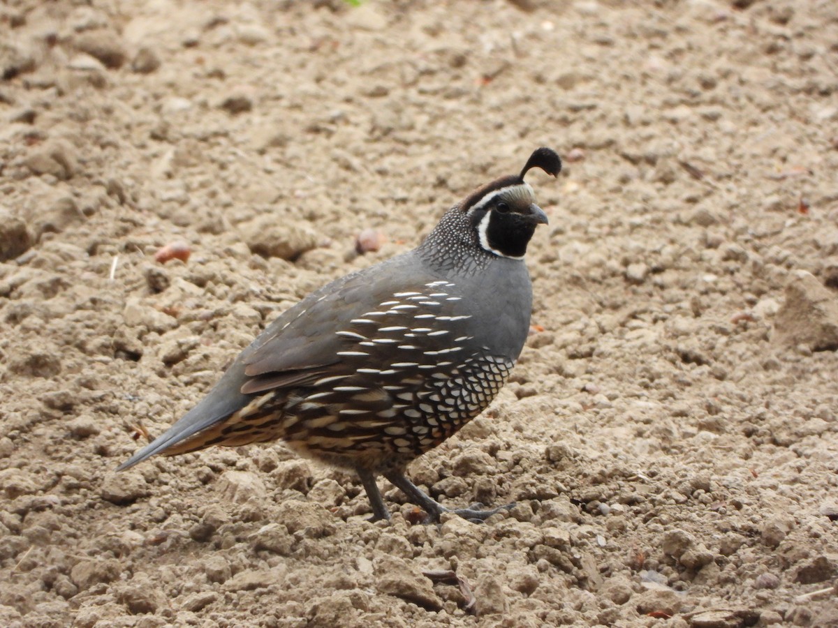 California Quail - ML622077468