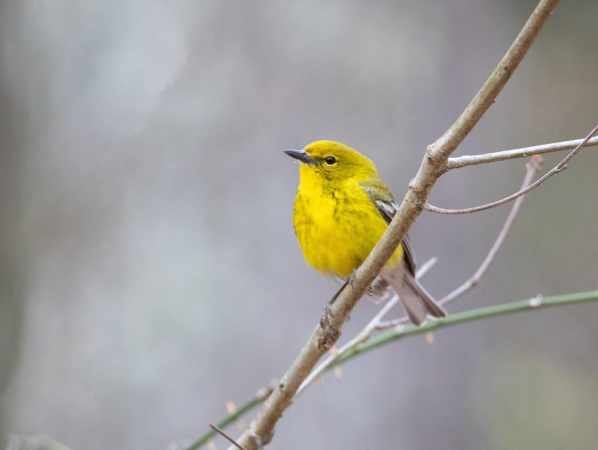 Pine Warbler - ML622077469