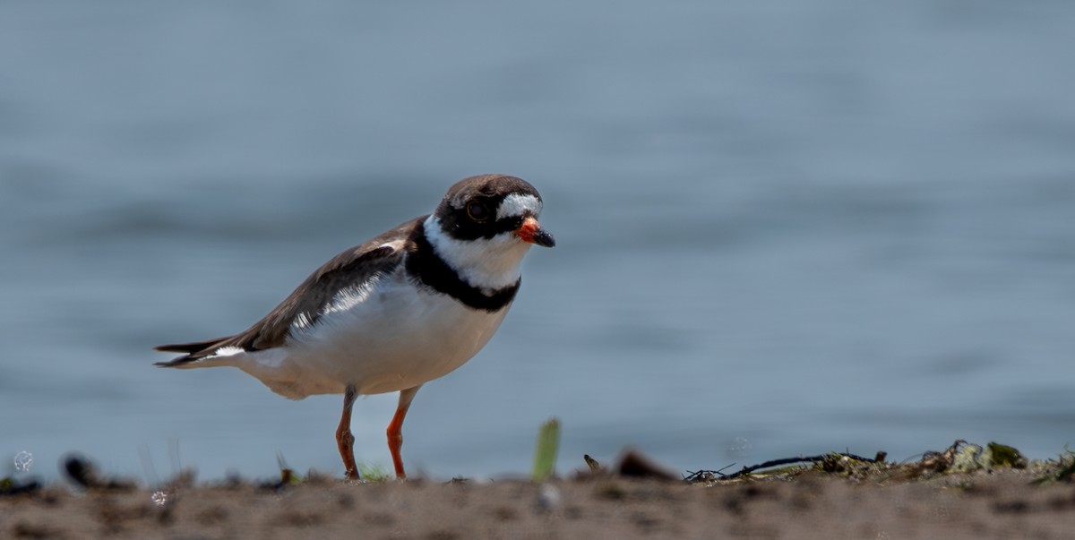 Semipalmated Plover - ML622077470