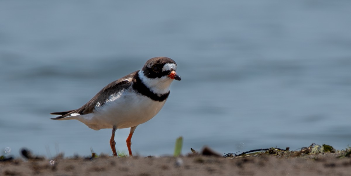 Semipalmated Plover - Carmen Gumina