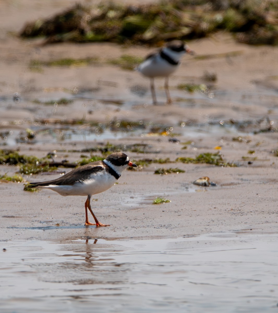 Semipalmated Plover - ML622077471