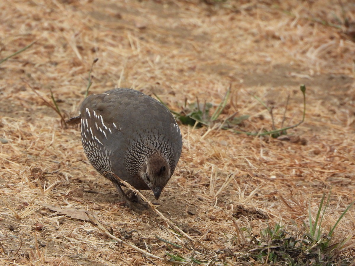 California Quail - ML622077472