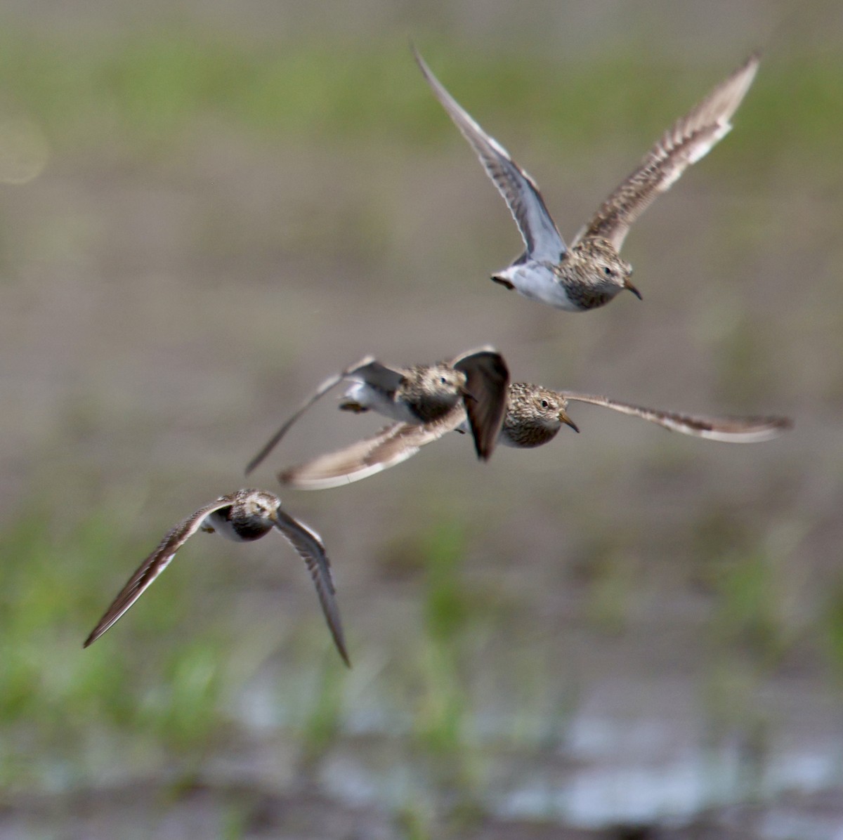 Pectoral Sandpiper - ML622077473