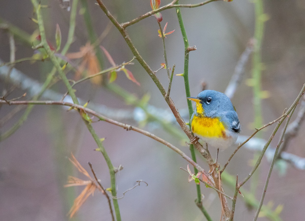 Northern Parula - ML622077474