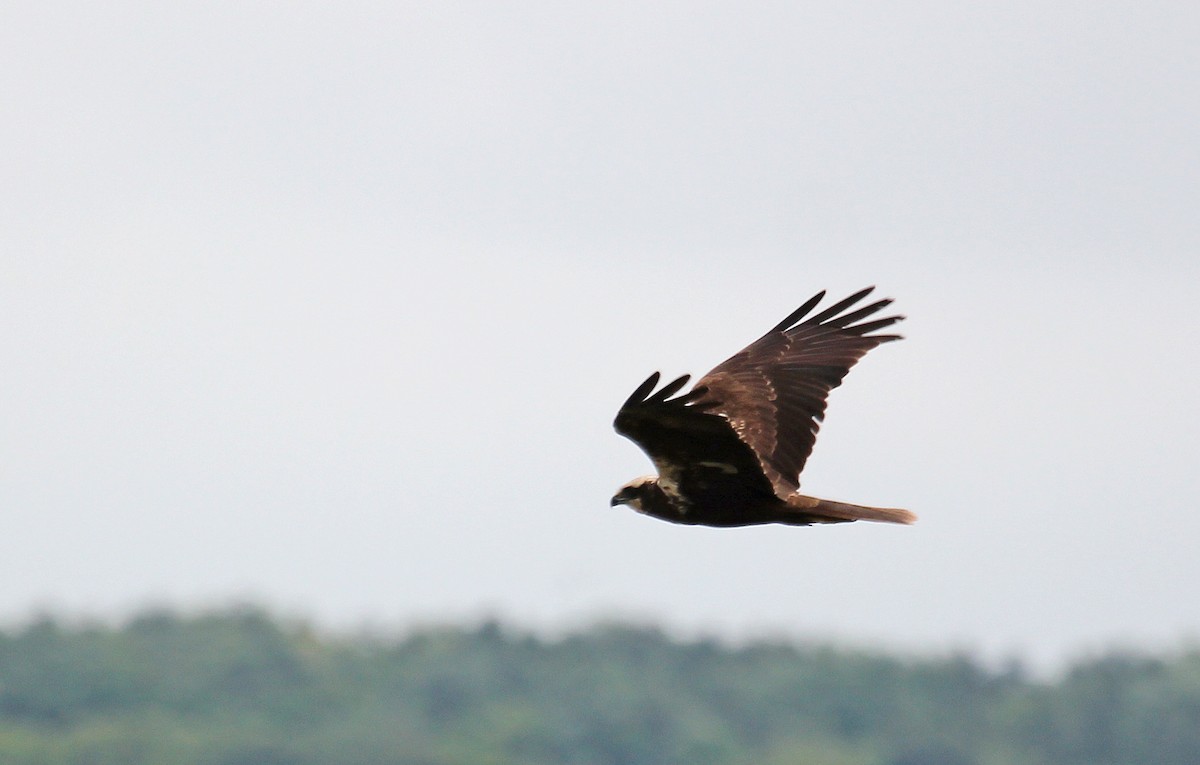 Western Marsh Harrier - Jonathan Farooqi