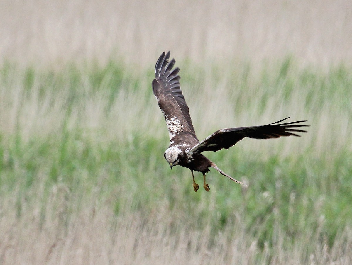 Western Marsh Harrier - ML622077476