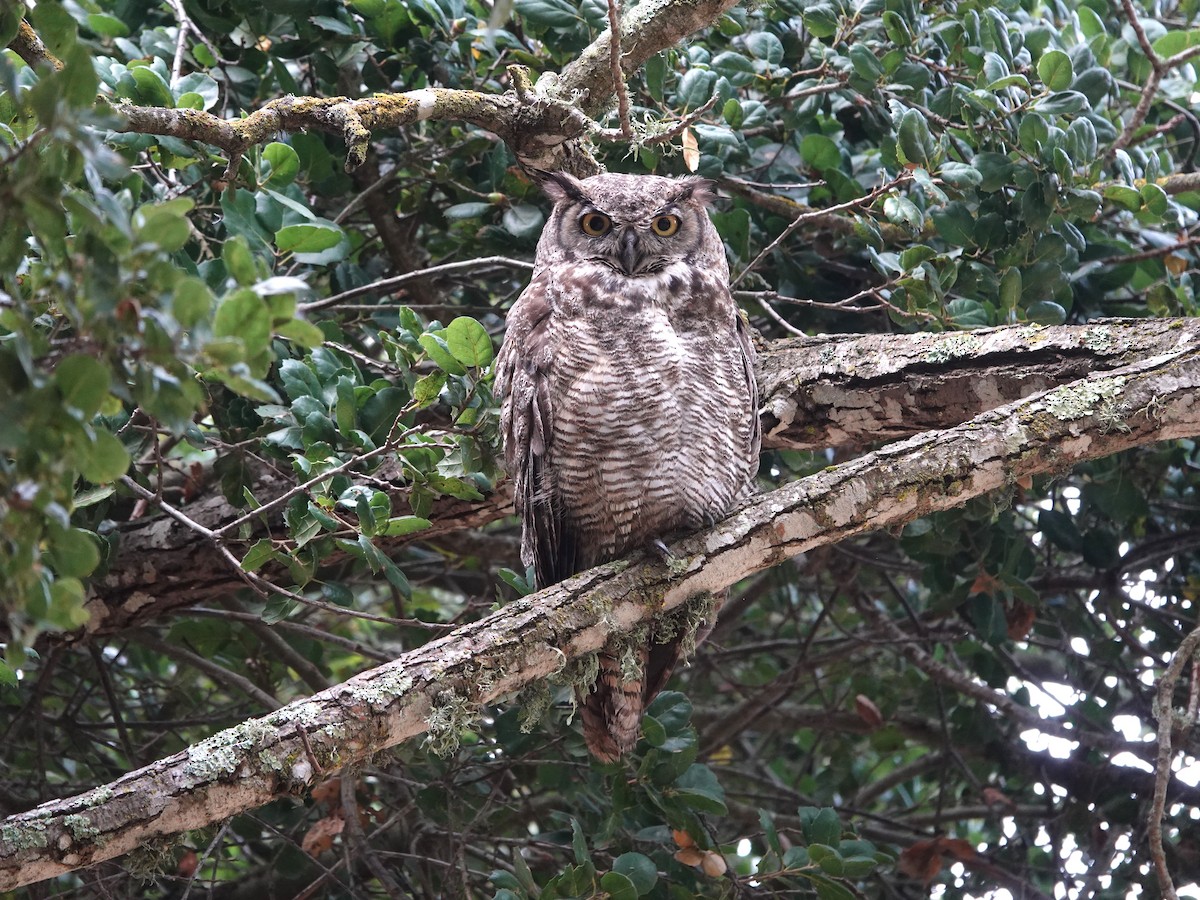 Great Horned Owl - ML622077477