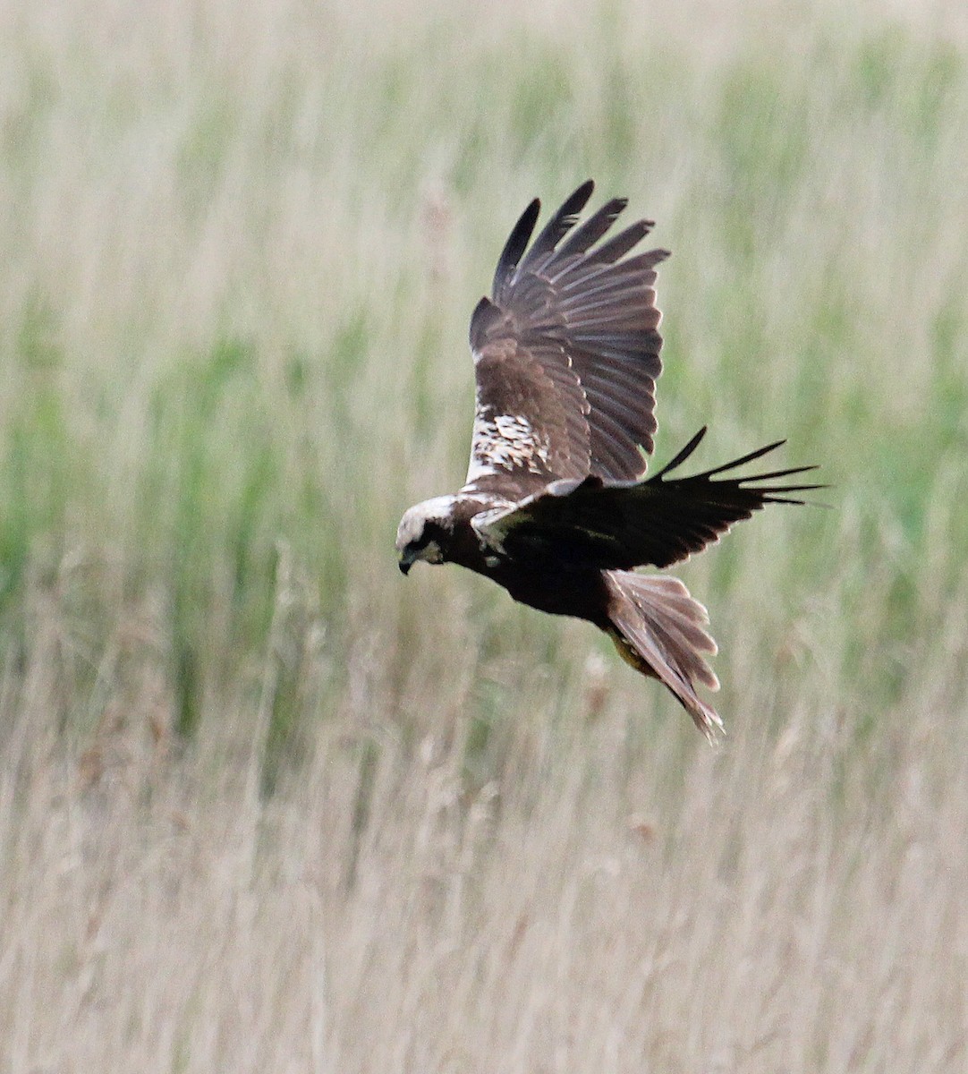 Western Marsh Harrier - ML622077478