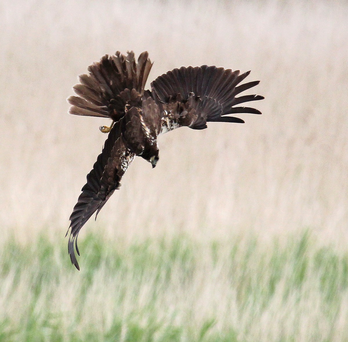 Western Marsh Harrier - ML622077479