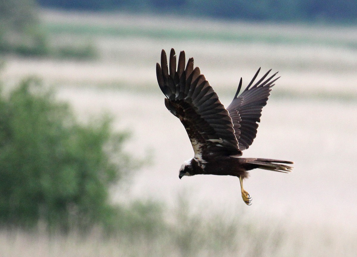 Western Marsh Harrier - ML622077480