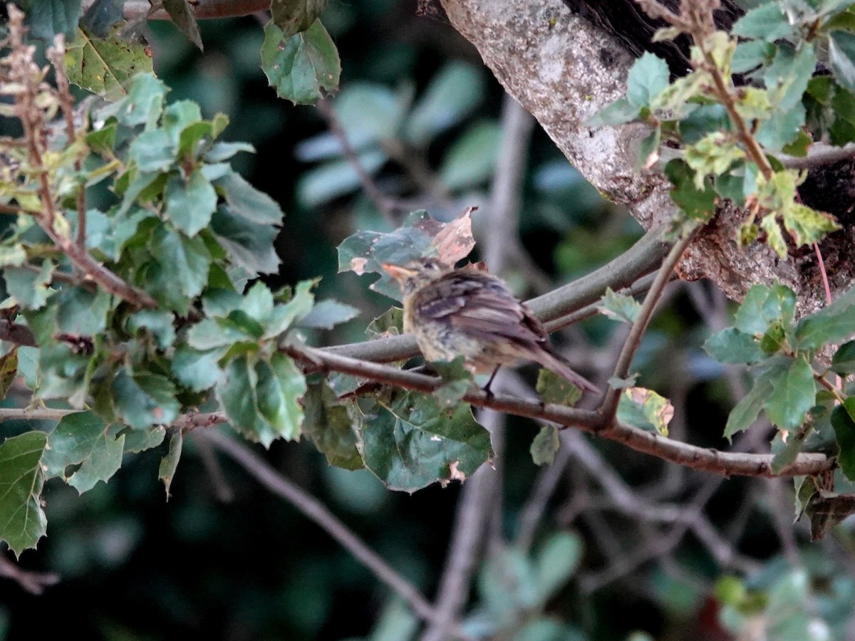 Western Flycatcher - ML622077481