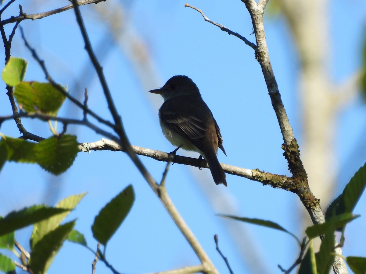 Willow Flycatcher - ML622077482