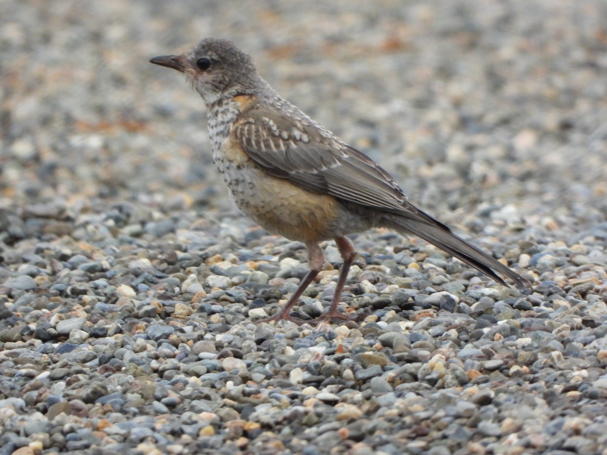 American Robin - ML622077483