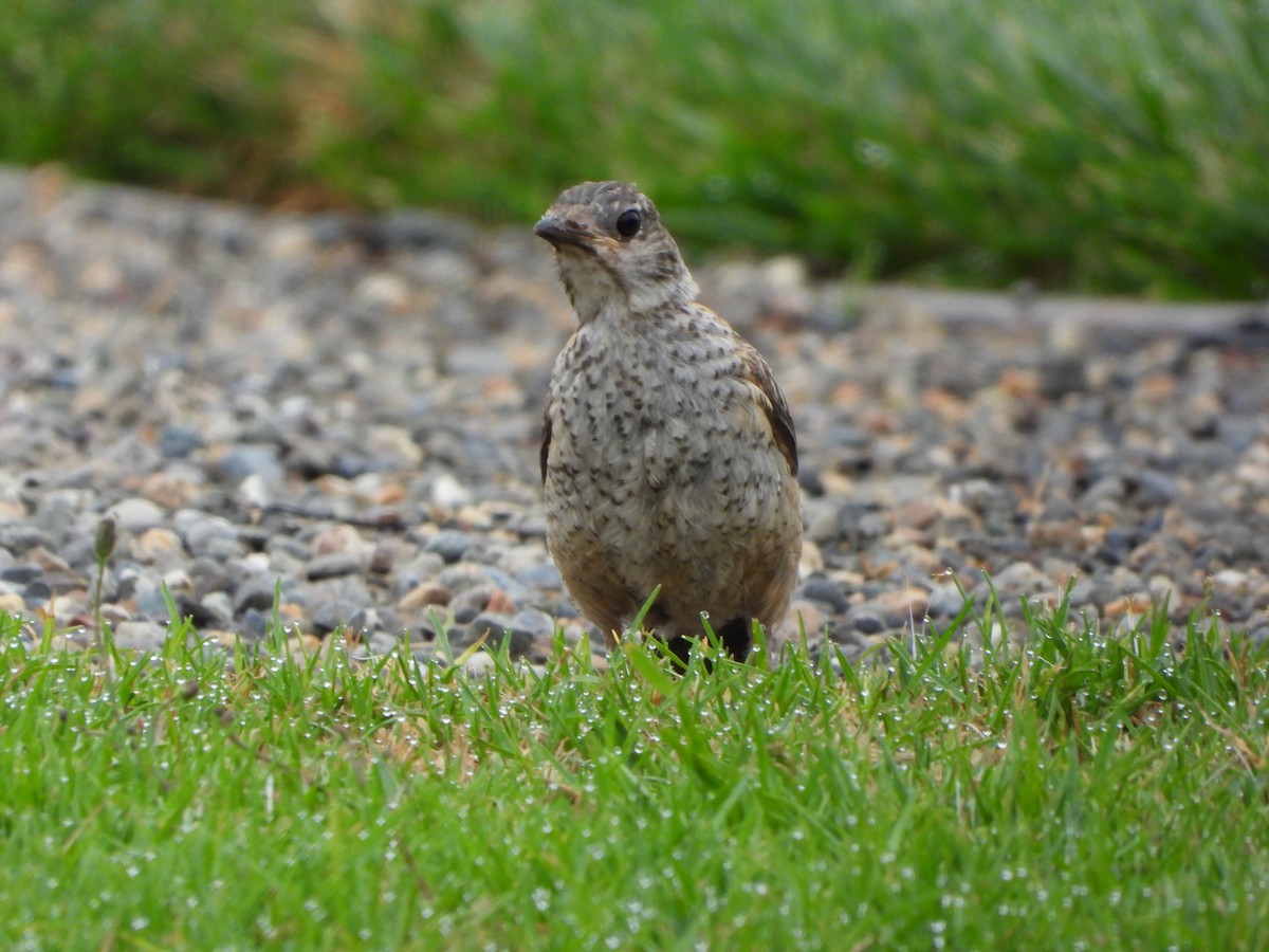 American Robin - ML622077485