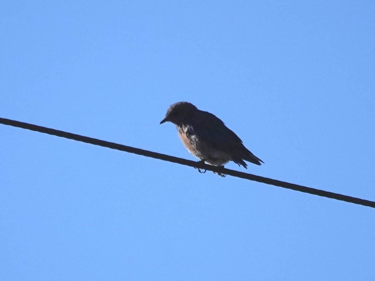 Western Bluebird - ML622077486