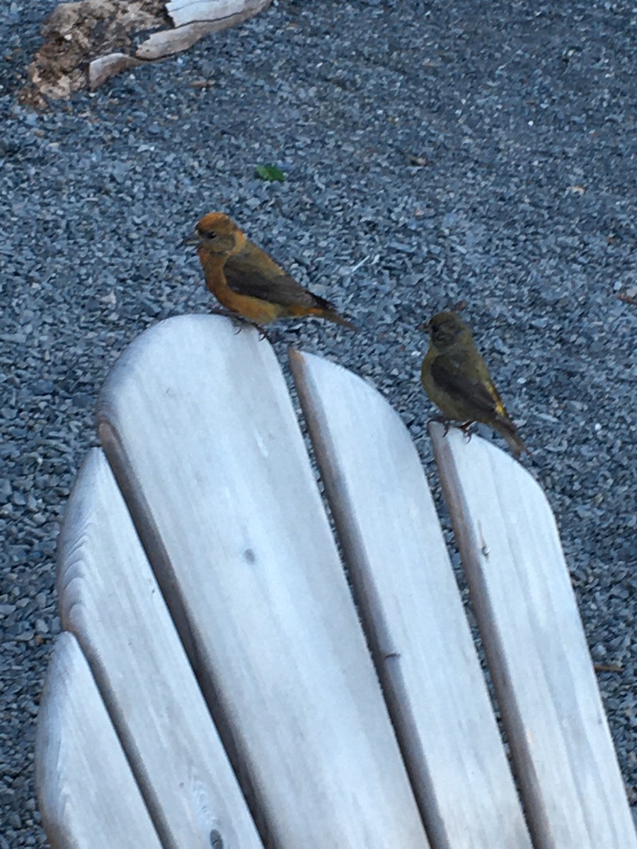 Red Crossbill (Sitka Spruce or type 10) - ML622077487