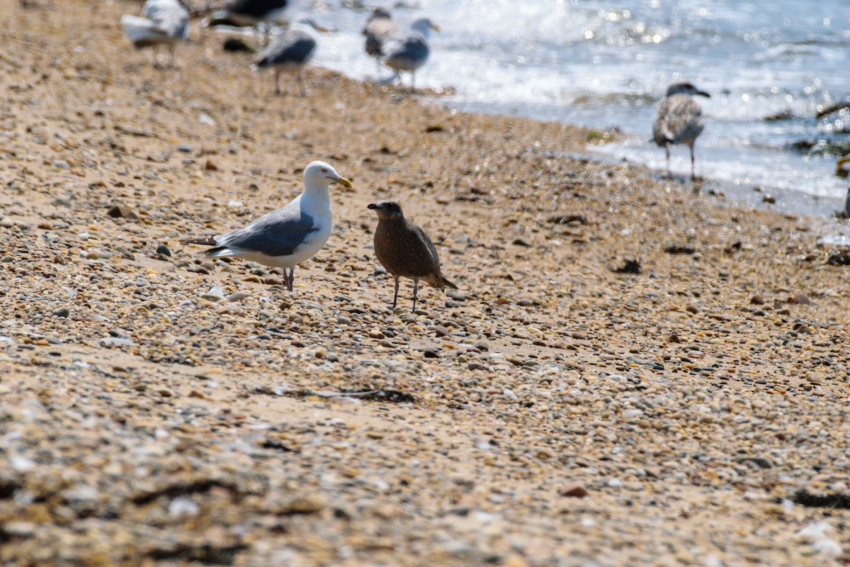 American Herring Gull - ML622077496