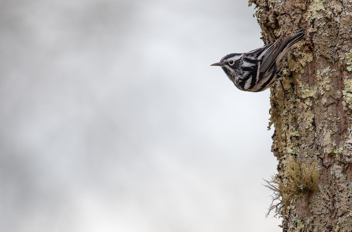 Black-and-white Warbler - ML622077499