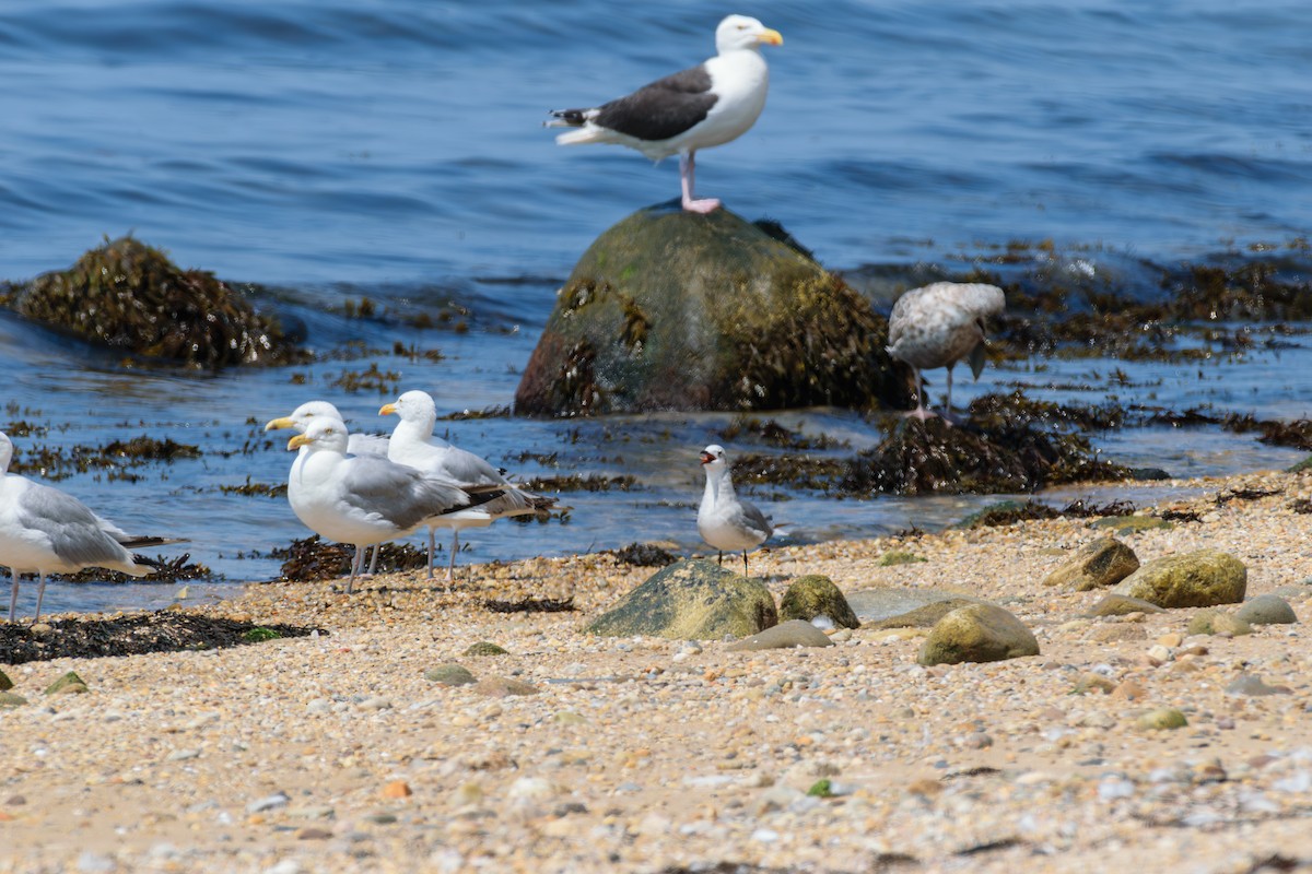 Laughing Gull - ML622077504