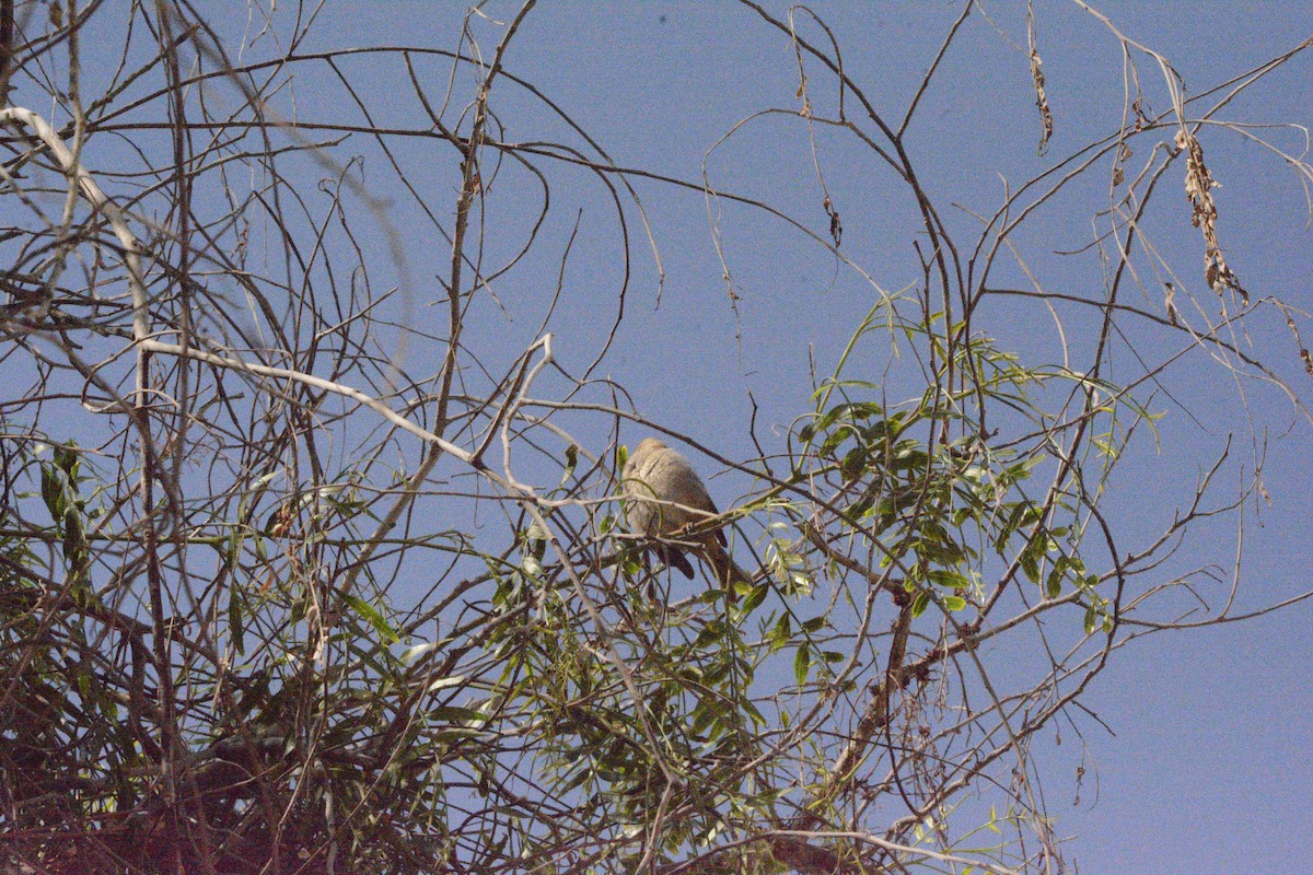 Spotted Flycatcher - Jon Uña