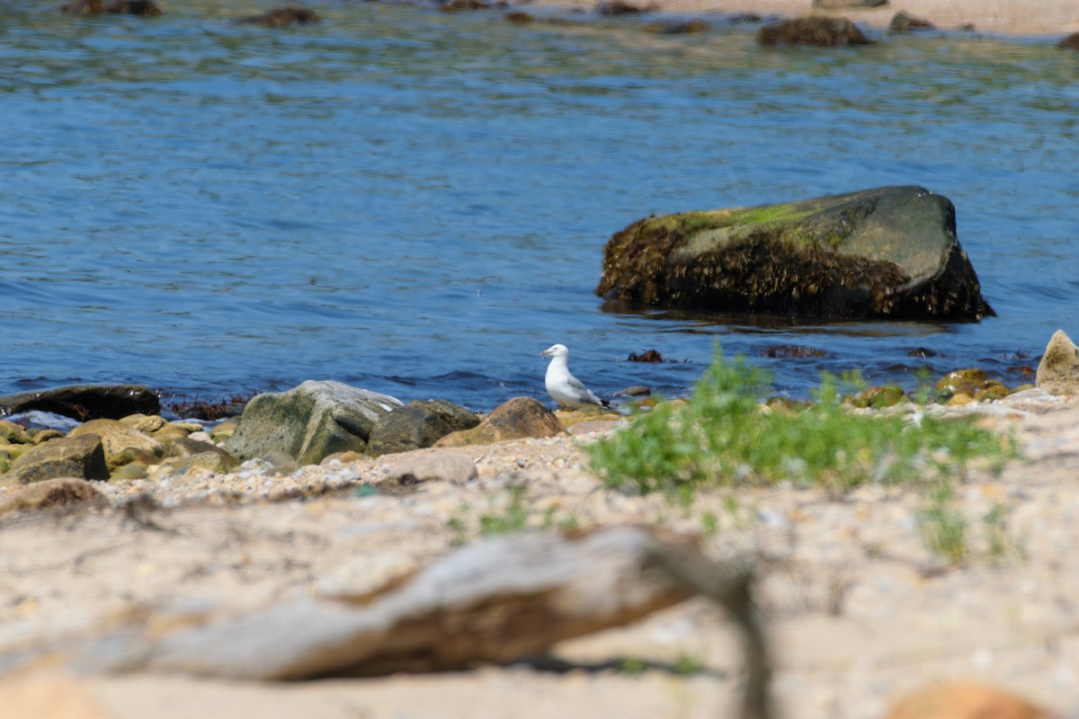 Ring-billed Gull - ML622077518