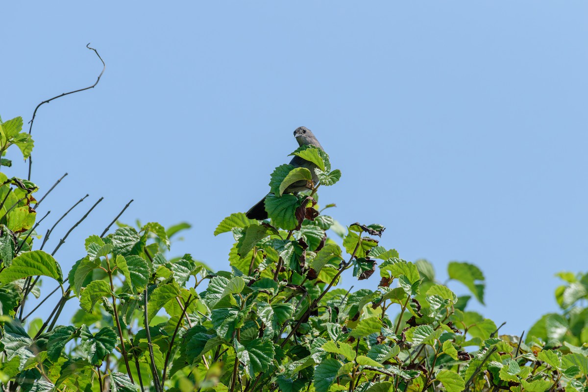 Gray Catbird - ML622077520