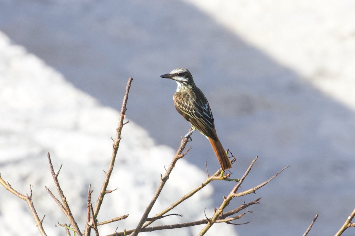 Sulphur-bellied Flycatcher - ML622077525