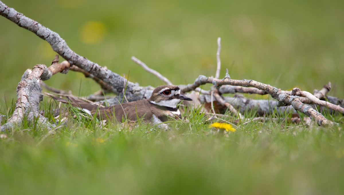 Killdeer - ML622077535