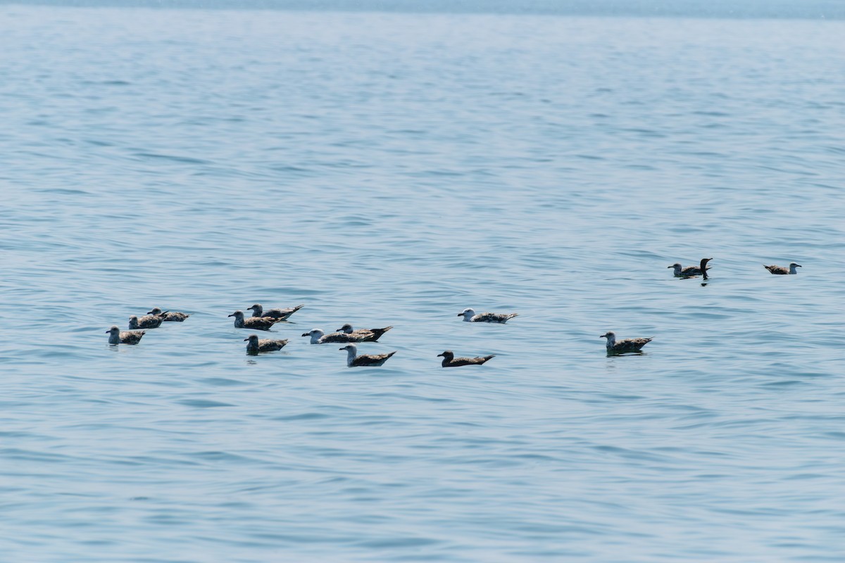Great Black-backed Gull - ML622077549