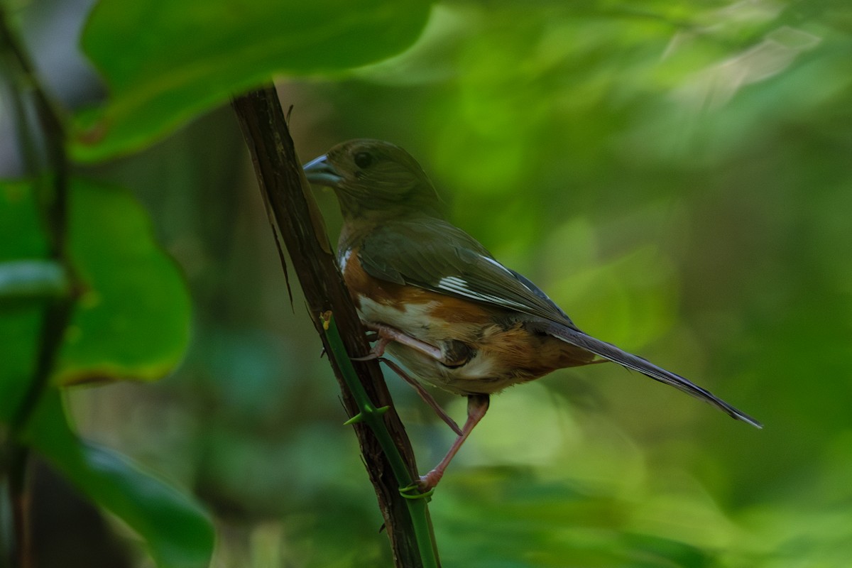 Eastern Towhee - ML622077554